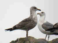 Goéland brun Larus fuscus graellsii 5·H2