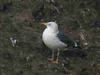 Goéland brun Larus fuscus KV·AT