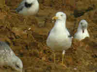 Goéland brun Larus fuscus NJ