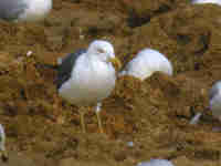 Goéland brun Larus fuscus NJ