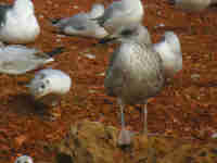 Goéland brun Larus fuscus V.E3C