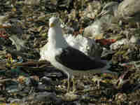 Goéland brun Larus fuscus TR