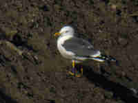 Goéland brun Larus fuscus 377