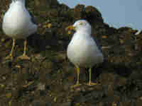 Goéland brun Larus fuscus BU