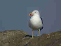 Goéland brun Larus fuscus CW