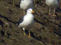 Goéland brun Larus fuscus EU77