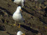 Goéland brun Larus fuscus EU77