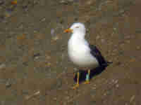 Goéland brun Larus fuscus