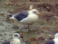  Goéland brun Larus fuscus 7YG