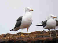 Goéland brun Larus fuscus R4