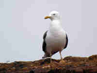 Goéland brun Larus fuscus R4