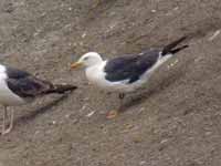 Goéland brun Larus fuscus GN