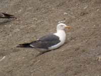 Goéland brun Larus fuscus GN