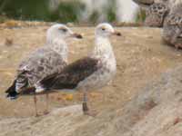 Goéland brun Larus fuscus intermedius J9MP