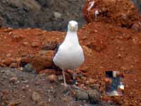 Goéland brun Larus fuscus EC73