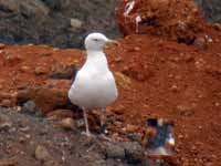 Goéland brun Larus fuscus EC73