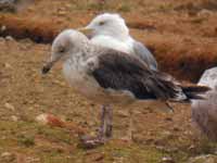 Goéland brun Larus fuscus intermedius J9MP