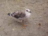 Goéland brun Larus fuscus 06