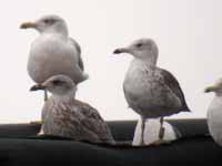 Goéland brun Larus fuscus intermedius J9MP