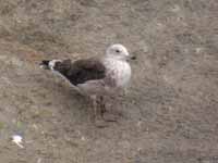 Goéland brun Larus fuscus intermedius J9MP