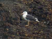 Goéland brun Larus fuscus H.T