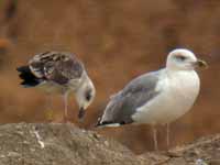 Goéland brun Larus fuscus V7SN