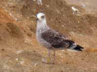 Goéland brun Larus fuscus V7SN