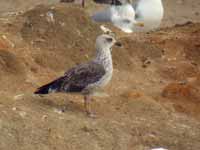 Goéland brun Larus fuscus V7SN