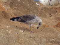 Goéland brun Larus fuscus V7SN