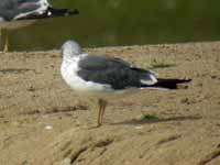 Goéland brun Larus fuscus 0L