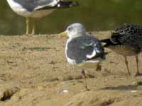 Goéland brun Larus fuscus 0L