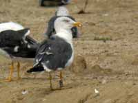 Goéland brun Larus fuscus 2·C4