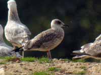 Goéland brun Larus fuscus 3+