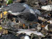 Goéland brun Larus fuscus 3+