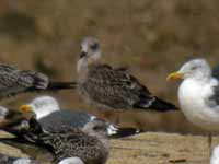 Goéland brun Larus fuscus 3+