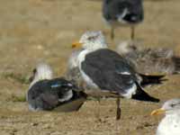 Goéland brun Larus fuscus 3·H0