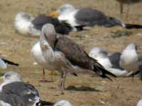 Goéland brun Larus fuscus 5·H2