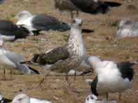 Goéland brun Larus fuscus 5·H2