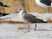 Goéland brun Larus fuscus 5·H2