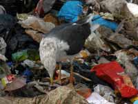 Goéland brun Larus fuscus 739N