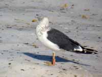 Goéland brun Larus fuscus 739N