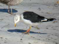 Goéland brun Larus fuscus 739N