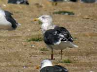 Goéland brun Larus fuscus 739N