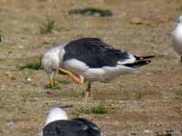 Goéland brun Larus fuscus 739N