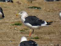 Goéland brun Larus fuscus 739N