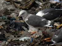 Goéland brun Larus fuscus 944N