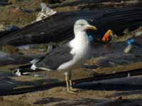 Goéland brun Larus fuscus A'H