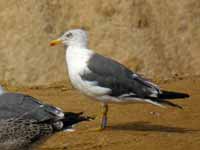 Goéland brun Larus fuscus D·HAJ