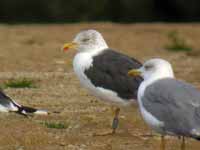 Goéland brun Larus fuscus G·VAK