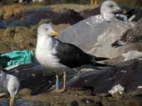 Goéland brun Larus fuscus G·VAK